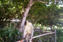 barbados_2005_019
